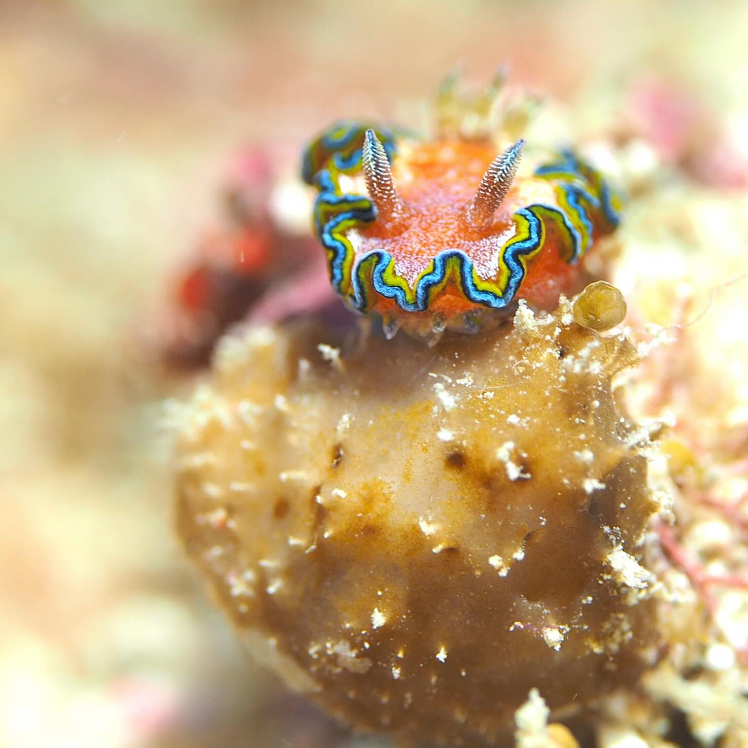 ウミウシフォト | 宮古島でダイビングを楽しむなら「アクアスター」