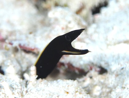 ハナヒゲ幼魚
