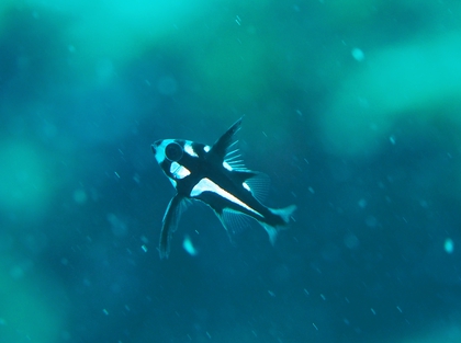 ホホスジタルミの幼魚。
